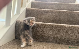 Persian cats for sale: Stunning half Exotic Persian kittens for sale.  - Image 11