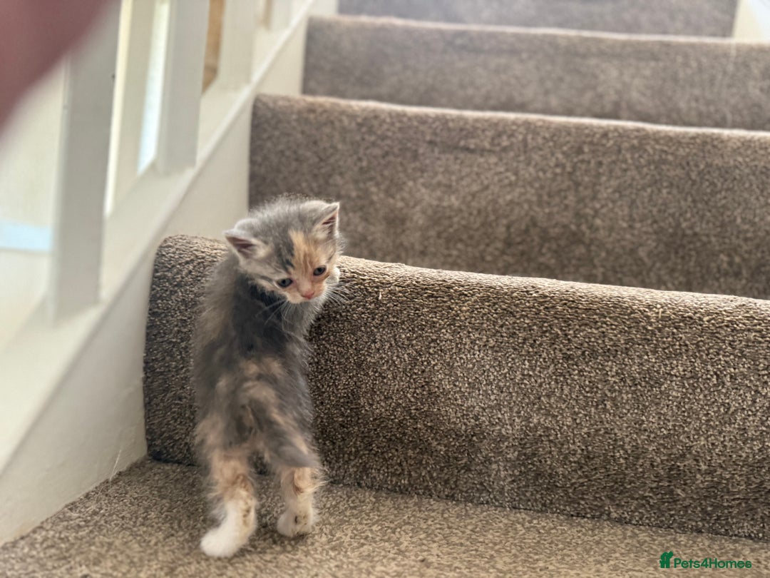 Persian cats for sale: Stunning half Exotic Persian kittens for sale.  - Image 11