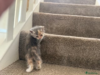 Persian cats - Advert 2