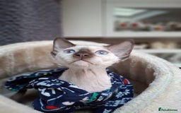 Devon Rex cats for sale: Nico boy with blue eyes - Image 3