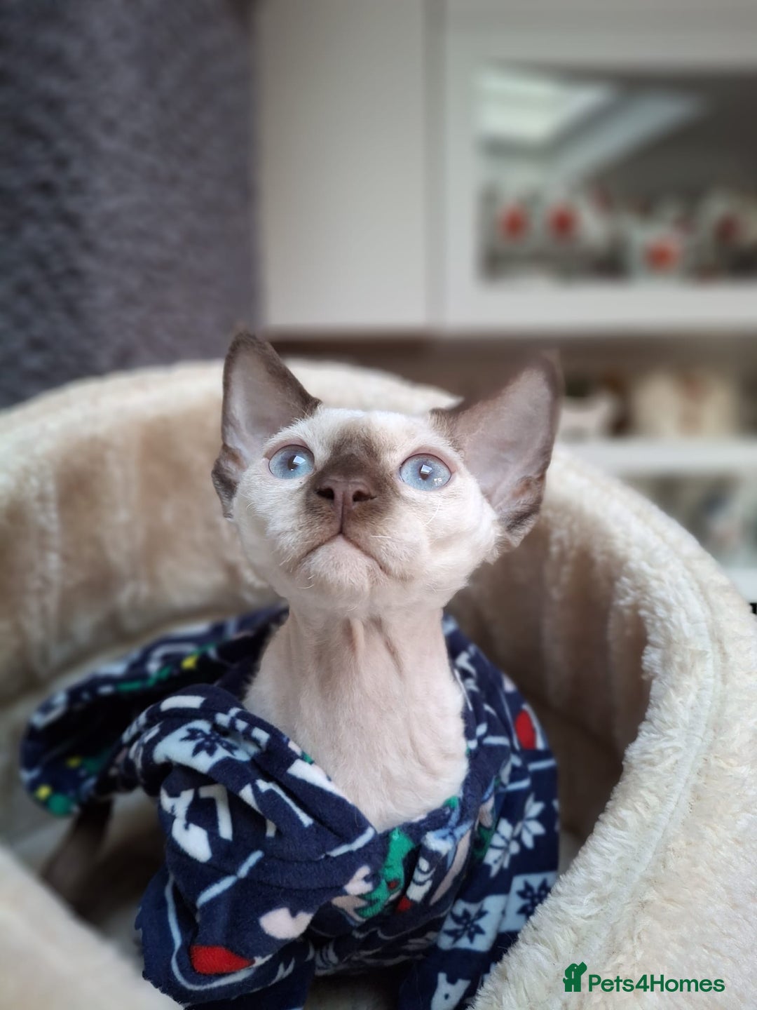 Devon Rex cats for sale: Nico boy with blue eyes - Image 3