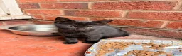 Mixed Breed cats for sale: Kittens in Worcester - Advert 7