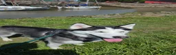 Siberian Husky dogs for sale: Phoenix - Advert 5