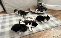 Mixed Breed cats for sale: 3 Lovely Kittens - Image 10