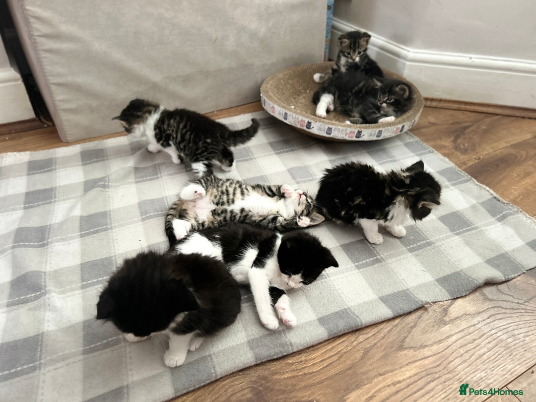 Mixed Breed cats for sale: 3 Lovely Kittens - Image 10