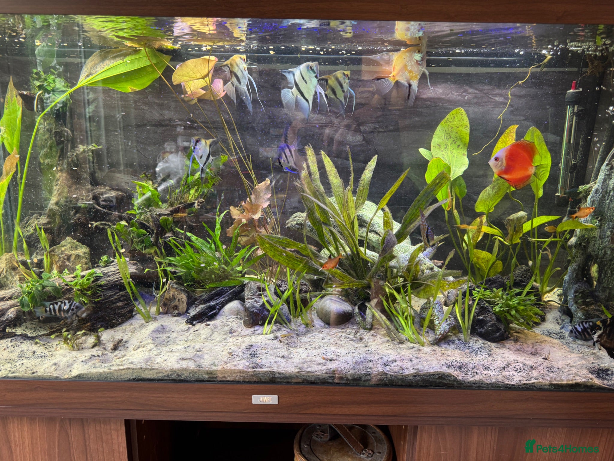 Angelfish fish Tropical fish for sale  - Advert 1