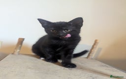 Mixed Breed cats for sale: Beautiful Black Kitten Ready to Go Now - Image 3