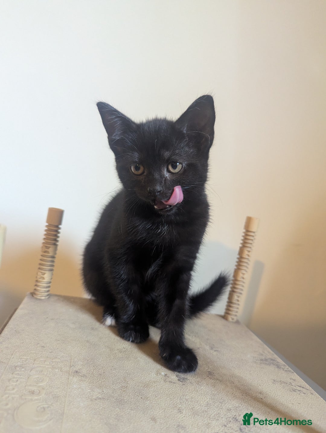 Mixed Breed cats for sale: Beautiful Black Kitten Ready to Go Now - Image 3