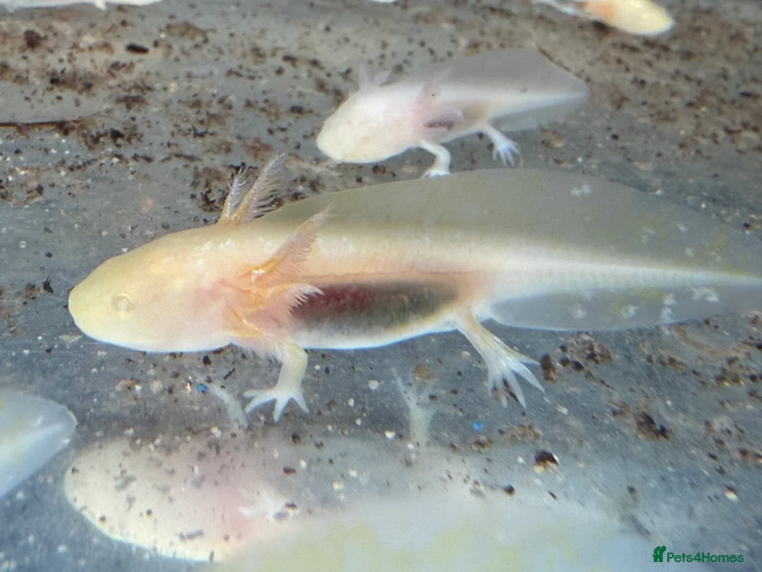 Axolotl reptiles for sale: Axolotl - Advert 21