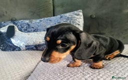 Dachshund dogs for sale: MINIATURE DACHSHUND!Only boy left. - Image 12