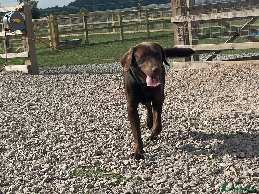 Labrador Retriever dogs for stud: KC REGISTERED LABRADOR STUD in Worcester - Advert 6