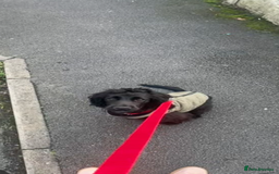 Cocker Spaniel dogs for sale: Cocker spaniel in black - Advert 1