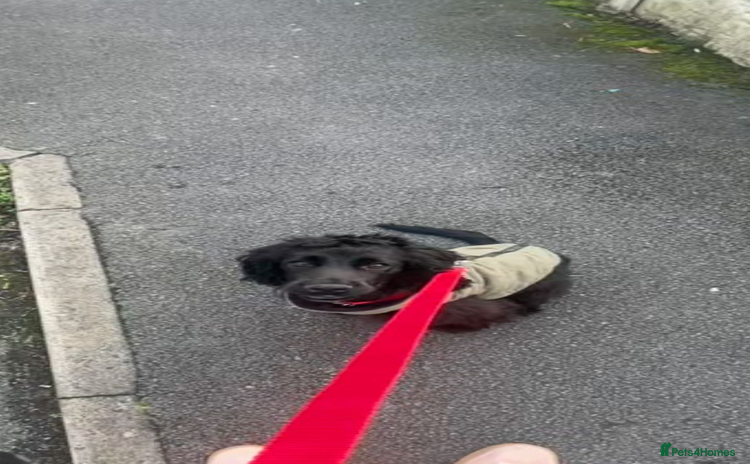 Cocker Spaniel dogs Cocker spaniel in black - Advert 1