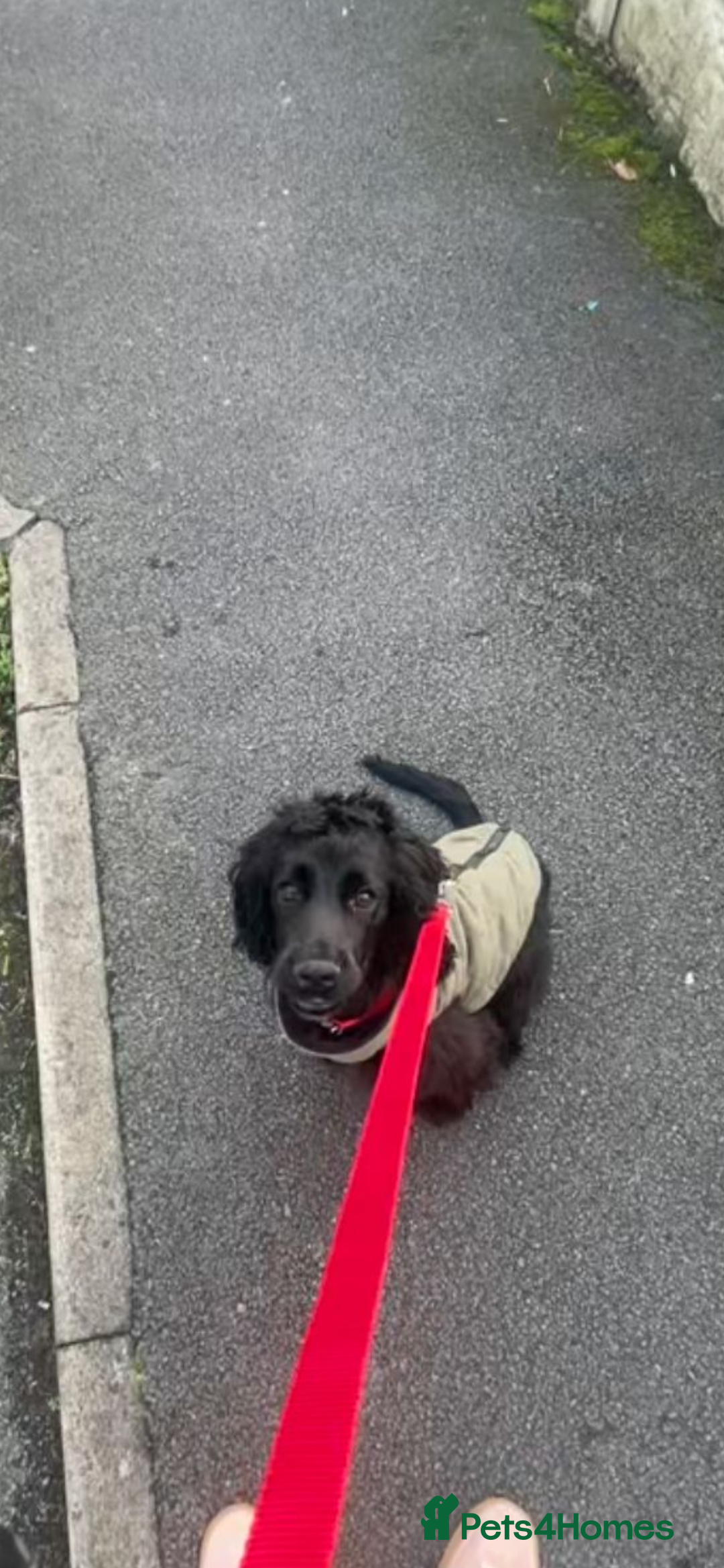 Cocker Spaniel dogs for sale: Cocker spaniel in black - Advert 1