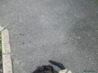 Cocker Spaniel dogs for sale: Cocker spaniel in black - Advert 1