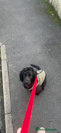 Cocker Spaniel dogs Cocker spaniel in black - Advert 1