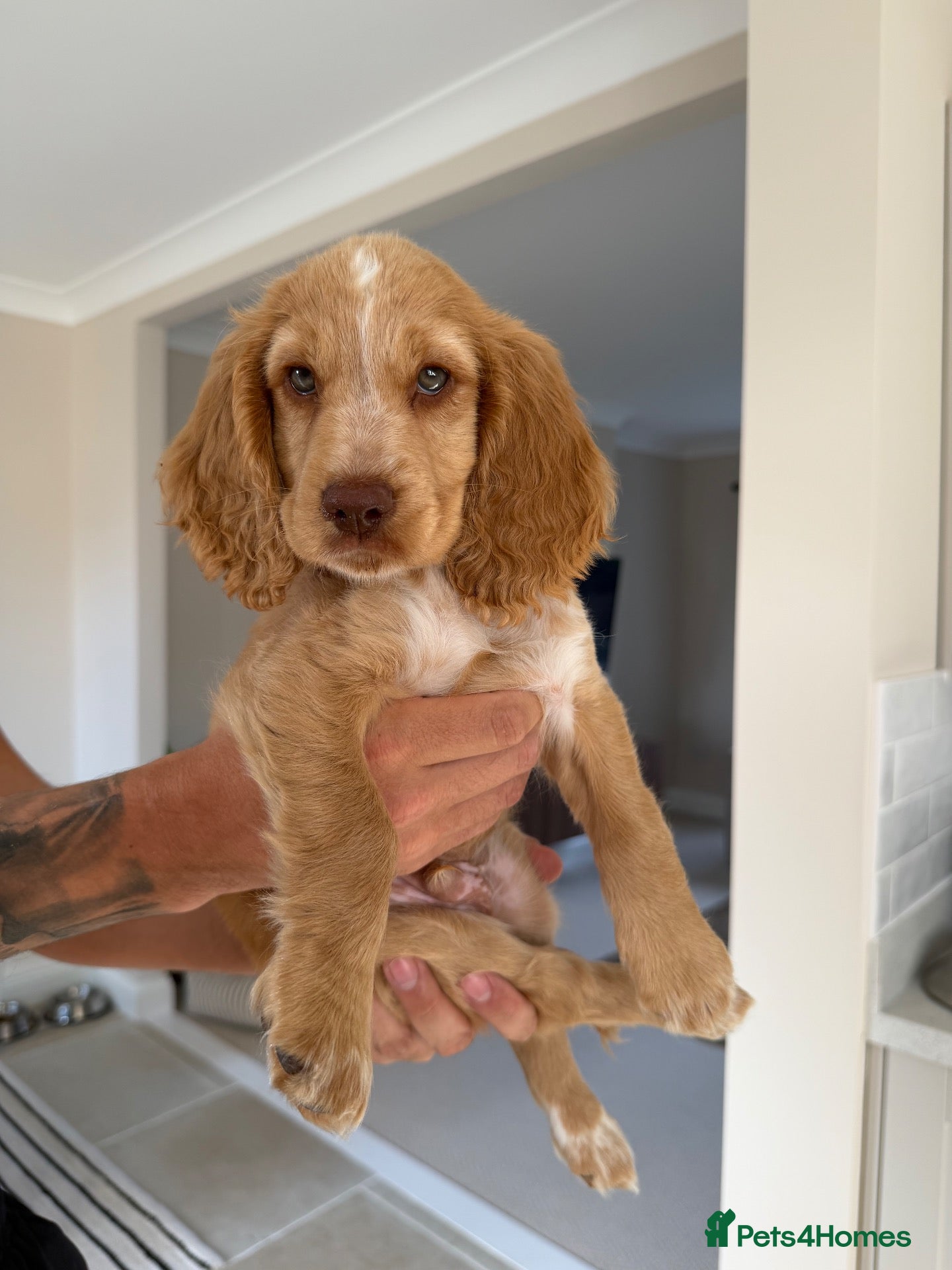 Cocker Spaniel dogs Show Type Cocker spaniel puppy - Advert 1