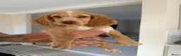 Cocker Spaniel dogs for sale: Show Type Cocker spaniel puppy - Advert 1