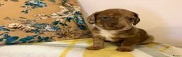 Mixed Breed dogs for sale: Doxie puppies  - Advert 36