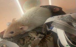 Rat rodents for sale: Baby dwarf rats  - Image 9