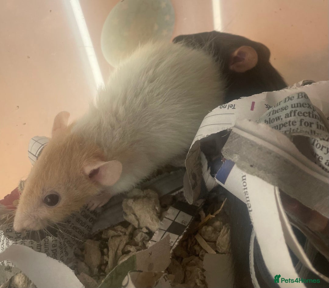 Rat rodents for sale: Baby dwarf rats  - Image 9