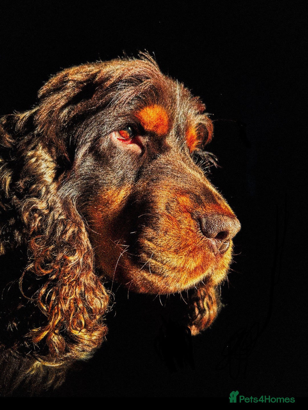 Cocker Spaniel dogs for stud: KC registered Chocolate and tan cocker stud  - Advert 2