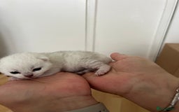 British Shorthair cats for sale: BSH Silver Tabby kittens for Sale! - Image 19