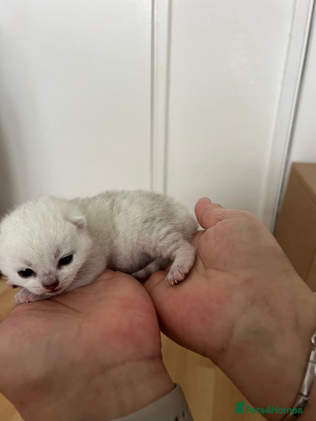 British Shorthair cats for sale: BSH Silver Tabby kittens for Sale! - Image 19