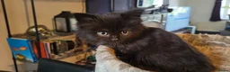British Longhair cats for sale: British Longhair Kittens - Advert 8