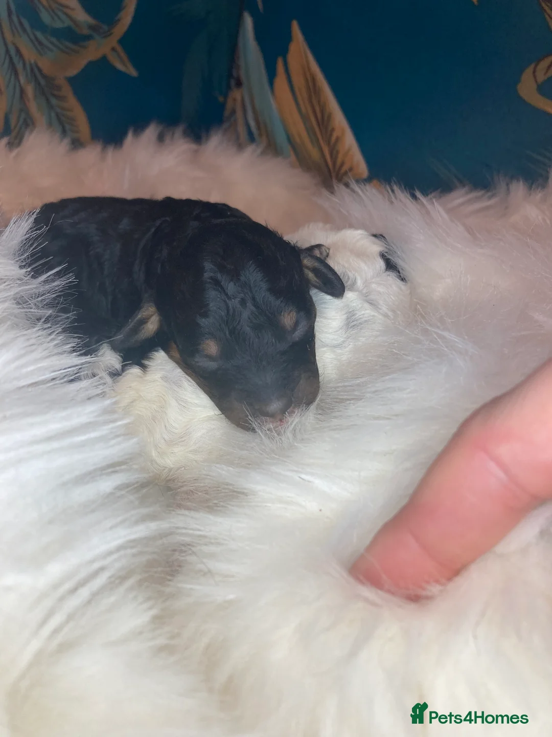 Cavapoo dogs for sale: Toy cavapoo WAITING LIST - Advert 24