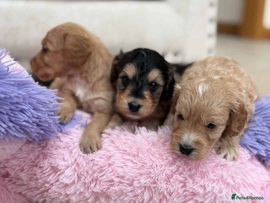 Labradoodle dogs for sale: Unique Stunning miniature doodles - Advert 21