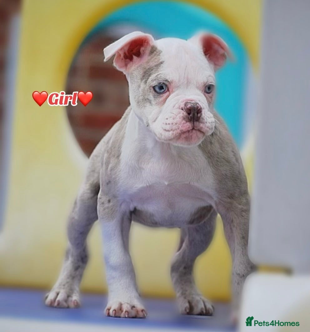 Old Tyme Bulldog dogs 23 YEARS, EXPERIENCE, 5 STAR RATED, LICENSED - Advert 1