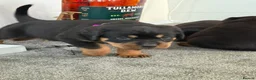 Rottweiler dogs for sale: 🐶🐾 Rottweiler puppies 🐾🐶 - Advert 26