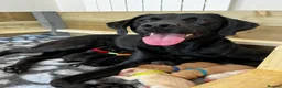 Labrador Retriever dogs for sale: Beautiful KC Labrador Puppies waiting list - Advert 1