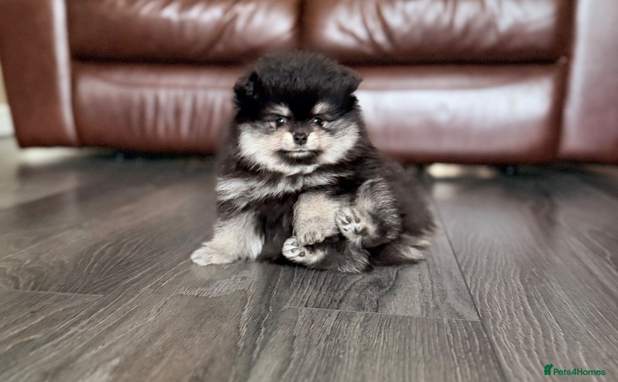 Pomeranian dogs 🌟 Luxury Pomeranian Puppies 🌟  - Advert 2