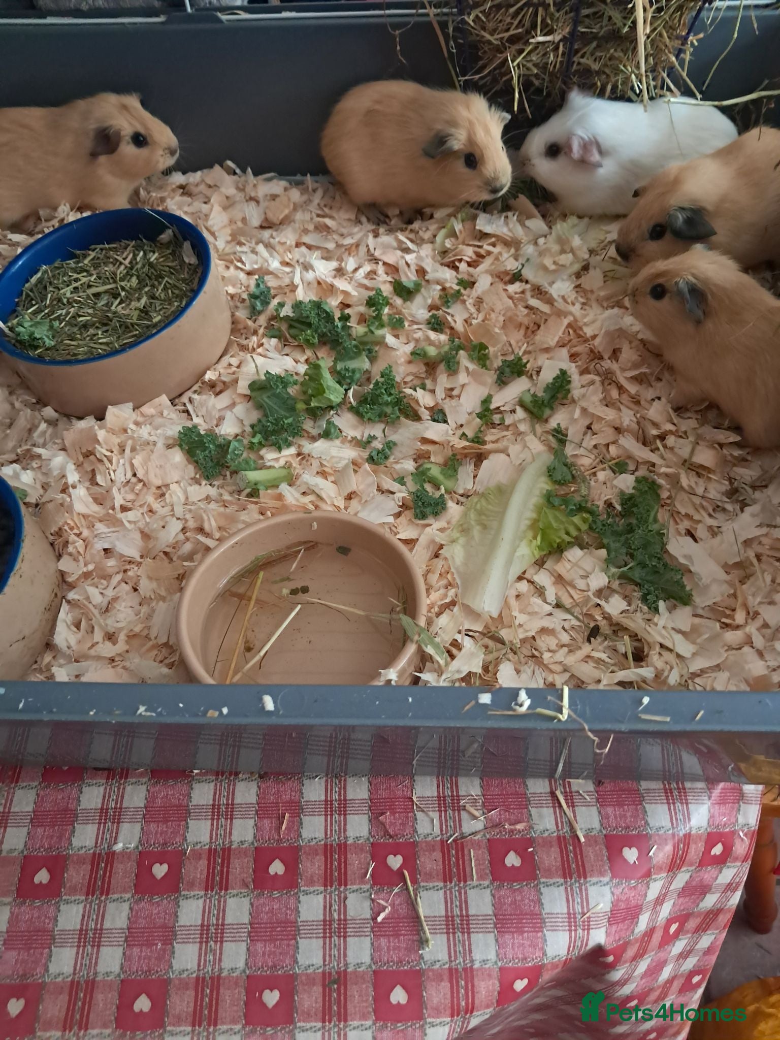 Guinea Pig rodents BABY CALIFORNIAN GUINEA PIGS - Advert 23