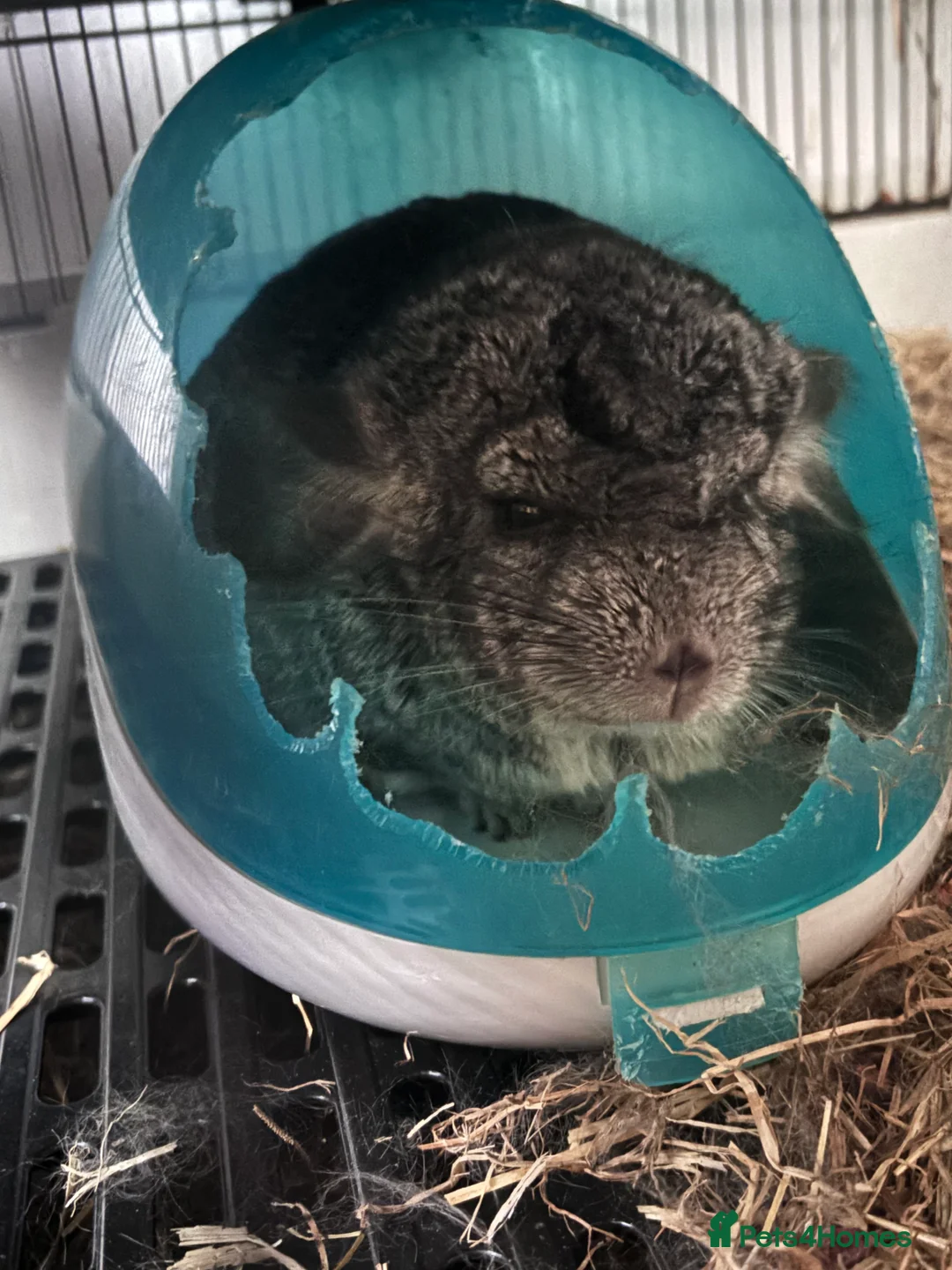 Chinchilla rodents for sale: Chinchilla  - Advert 3