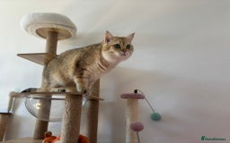 British Shorthair cats for stud: Stud  TICA Active Golden British Shorthair  - Image 4