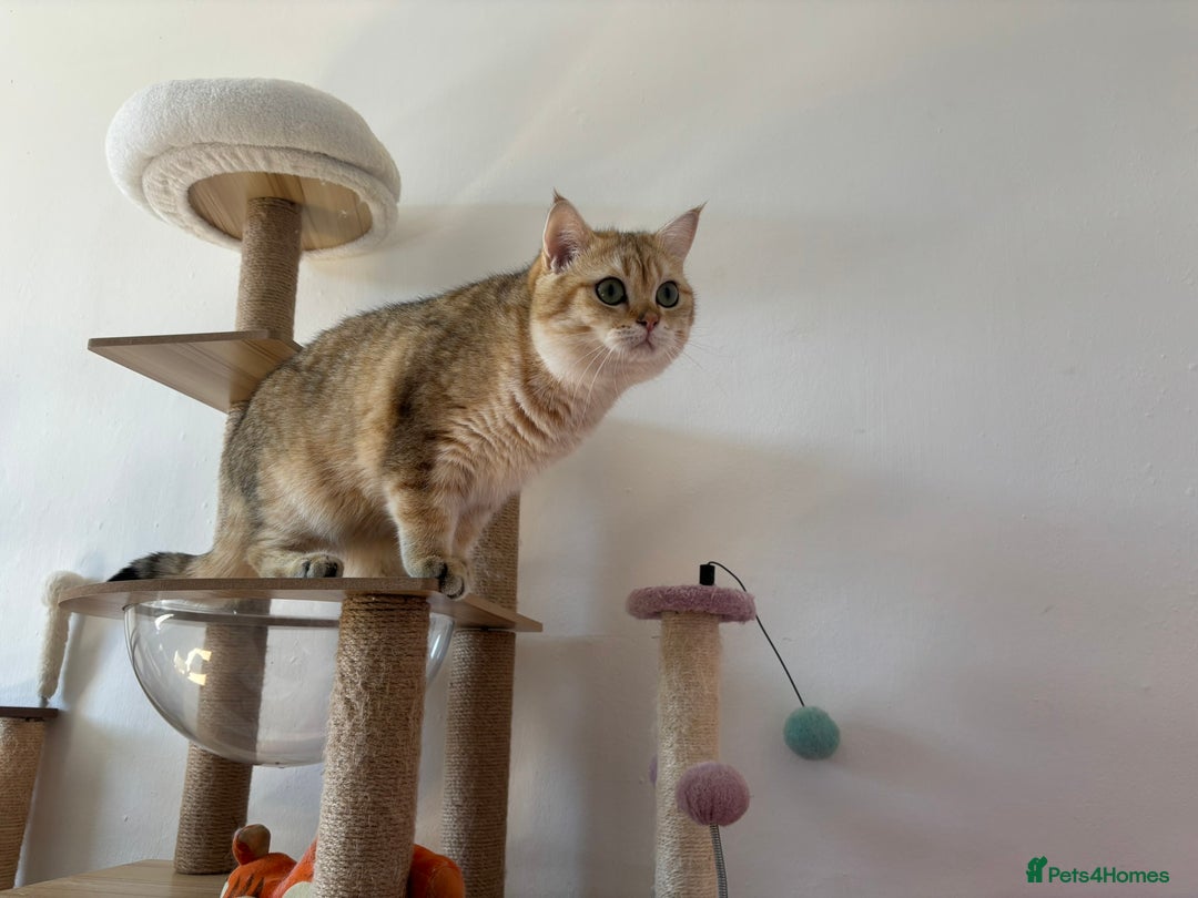British Shorthair cats for stud: Stud  TICA Active Golden British Shorthair  - Image 4