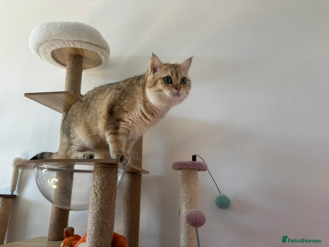 British Shorthair cats for stud: Stud  TICA Active Golden British Shorthair  - Advert 4