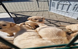 Golden Retriever dogs for sale: Golden retriever pups - Image 12