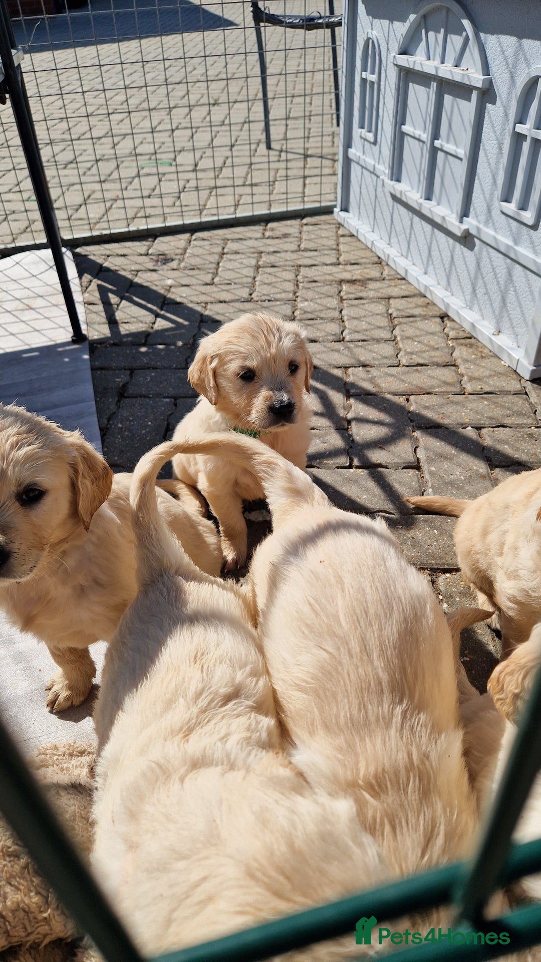 Golden Retriever dogs for sale: Golden retriever pups - Image 12