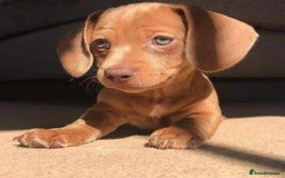 Miniature Dachshund dogs for sale: Miniature dachshund puppies  - Image 3