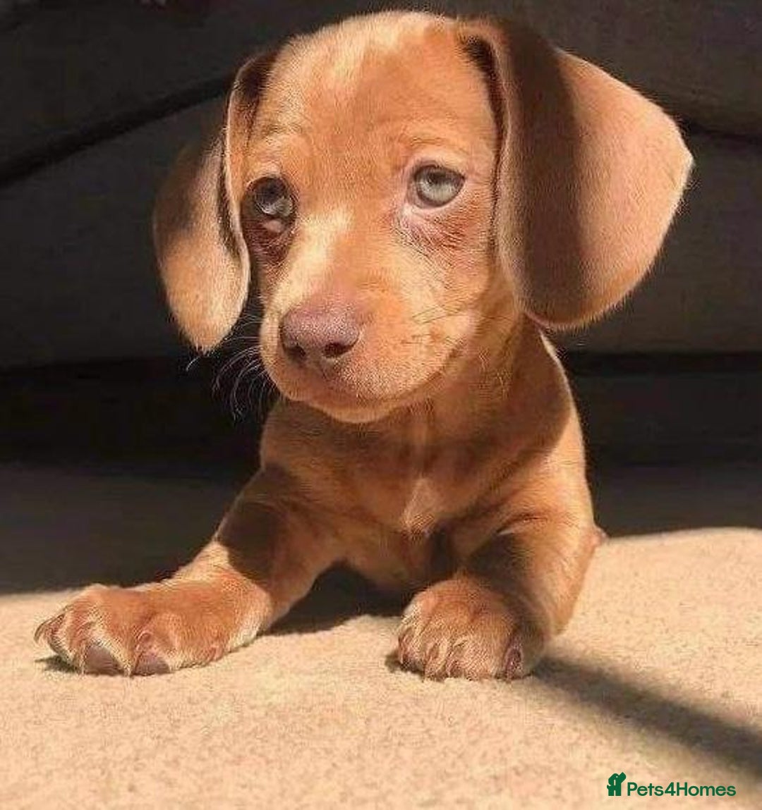 Miniature Dachshund dogs for sale: Miniature dachshund puppies  - Image 3