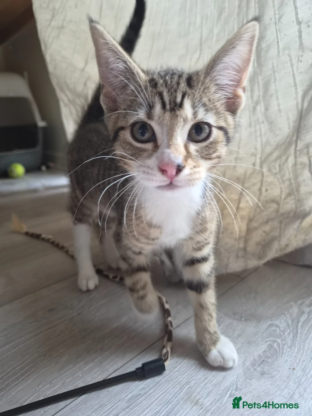 British Shorthair cats for sale: Tabbies kittens  in Newmarket - Advert 6