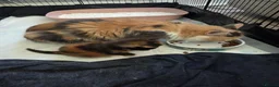 British Shorthair cats for sale:  Beautiful Tortie and white BSH cross - Advert 4