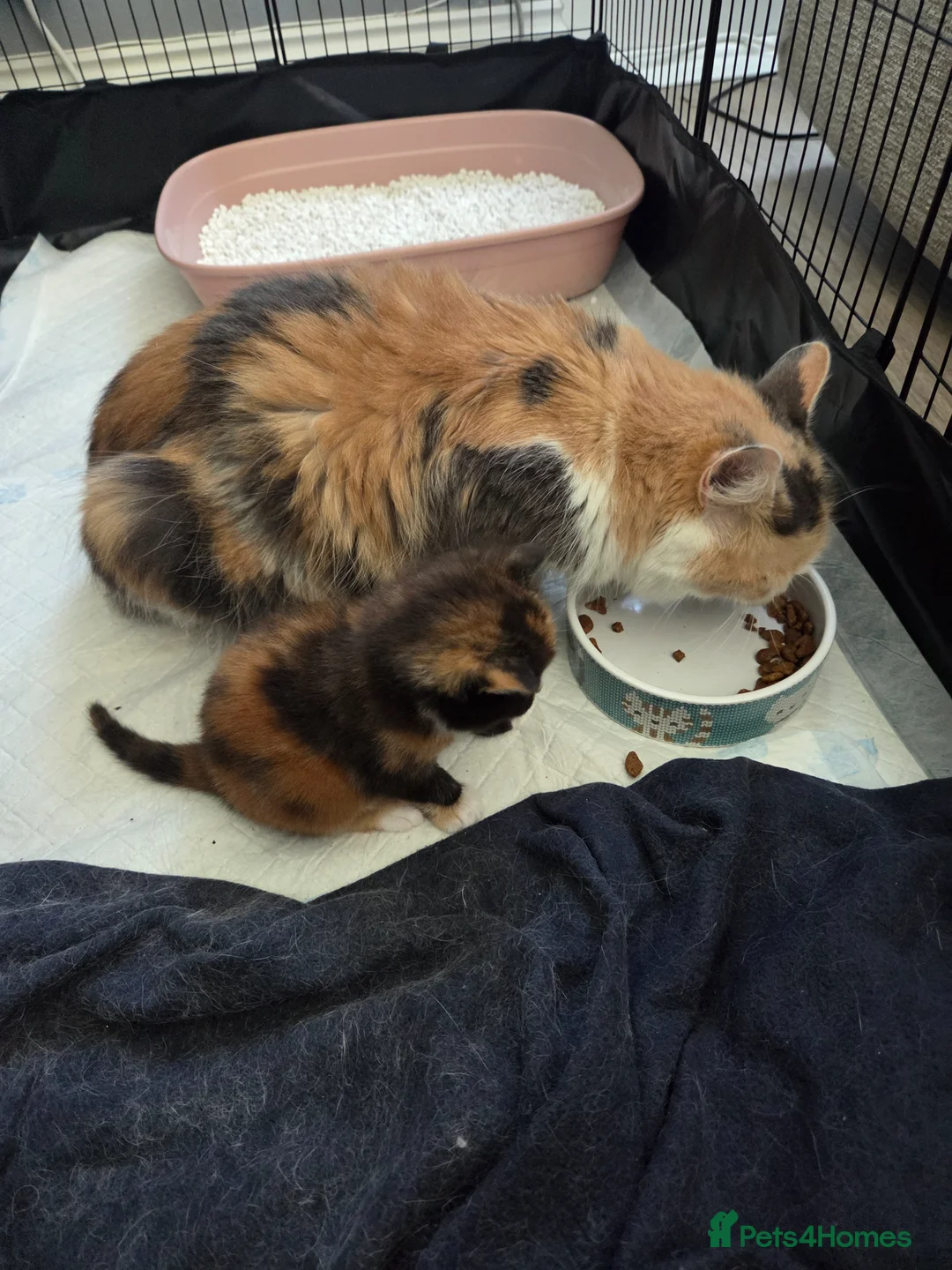 British Shorthair cats for sale:  Beautiful Tortie and white BSH cross - Advert 4