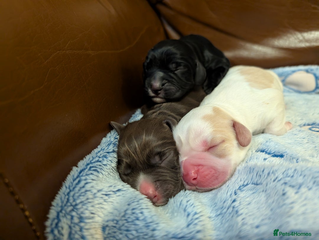 Cocker Spaniel dogs for sale: 🐾 Working Cocker Spaniel Puppies 🐾 - Image 7