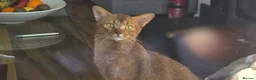 Abyssinian cats for sale: Beautiful Abyssinian female kittens  - Advert 9