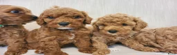 Cavapoo dogs for sale: Beautiful Red Cavapoo Puppies F1bb - Advert 13
